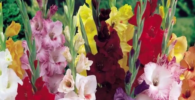 gladiolas+mbd