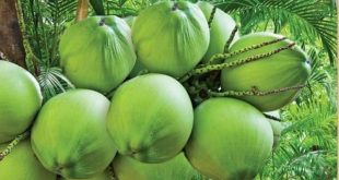green+coconut+mbd