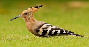 hudhud+bird+mbd