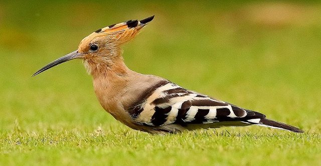 hudhud+bird+mbd