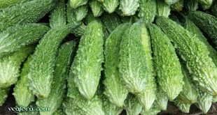 bitter melon karela