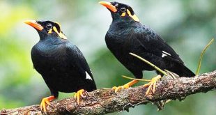 moyna+mbd-2