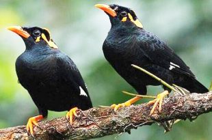 moyna+mbd-2