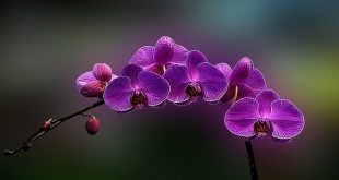 orchid+mbd-4
