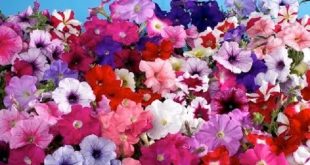 petunia+mbd-2