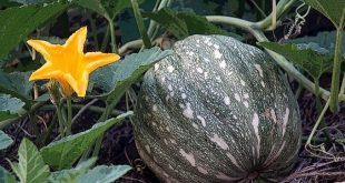 pumpkin+mbd-3