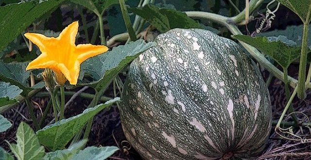 pumpkin+mbd-3