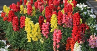 salvia+mbd-2