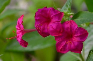 shondha+maloti+mbd-2