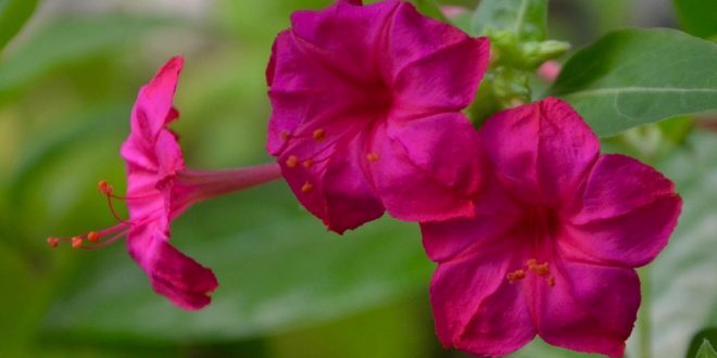 shondha+maloti+mbd-2