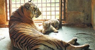 tiger+mother+mbd-2
