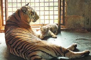 tiger+mother+mbd-2