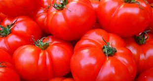 tomato+mbd-2