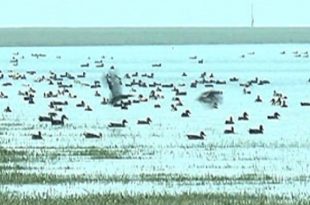 bhola+goust+bird+mbd