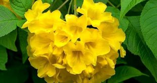 chandraprova+flower+mbd