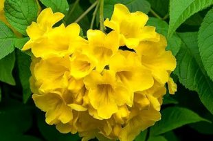 chandraprova+flower+mbd