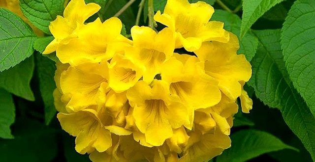 chandraprova+flower+mbd