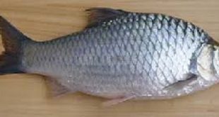 fish+sarputi+mbd