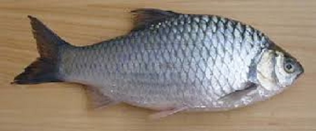 fish+sarputi+mbd