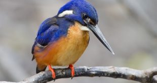 kingfisher+bird+mbd-3