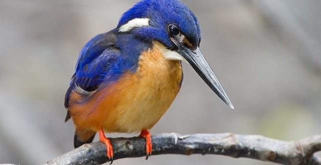kingfisher+bird+mbd-3