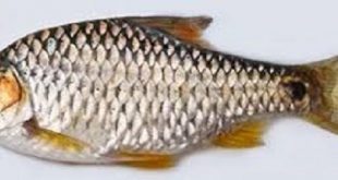 puti+fish+mbd-10