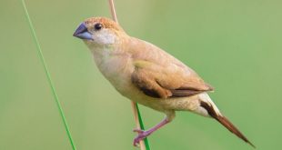 tila+munia+mbd-5