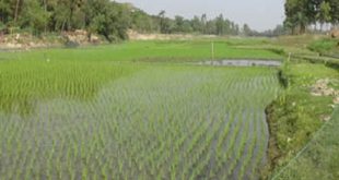 Joypurhat+nodi+mbd