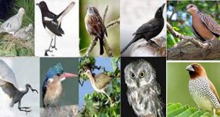 bird+loses+mbd