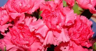 Dianthus+flower+mbd-8
