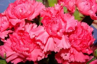 Dianthus+flower+mbd-8