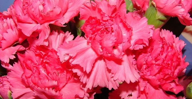 Dianthus+flower+mbd-8