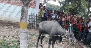 Naogaon+patnitala+nilgai+mbd-2