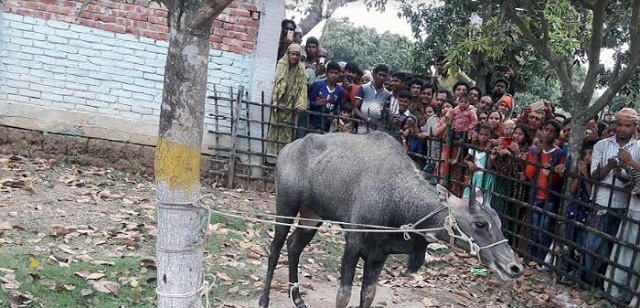 Naogaon+patnitala+nilgai+mbd-2