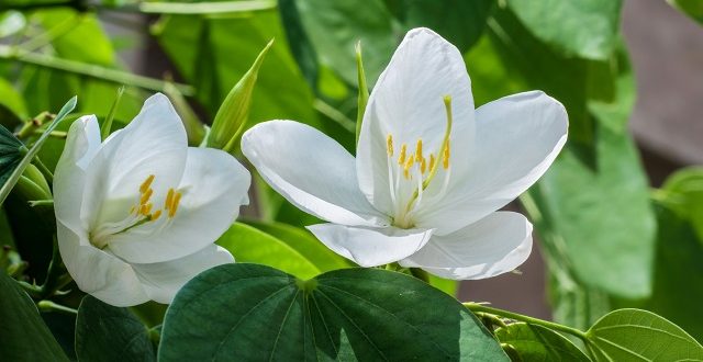 White+Orchid+flower+mbd-3