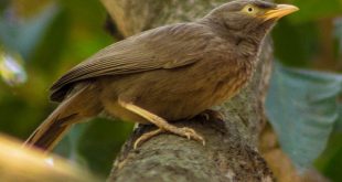 Yellow+eyed+Babbler+mbd-9