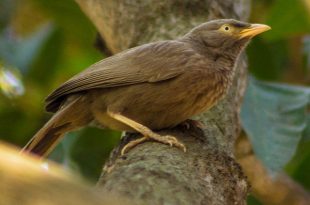 Yellow+eyed+Babbler+mbd-9