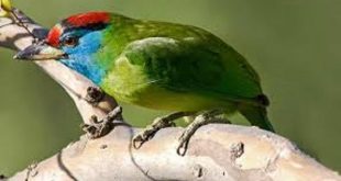 bird+loses+mbd-5
