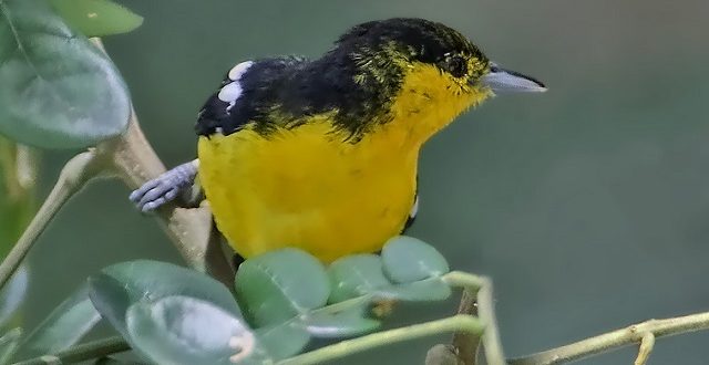 fatikjol+bird+Common+Iora+mbd-3