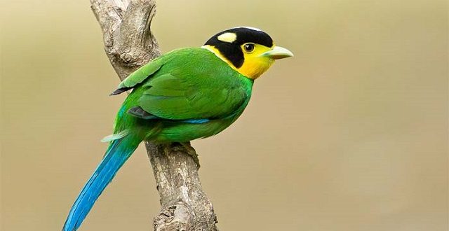 godathnoth+bird+mbd-4