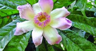 gustavia+flower+mbd-8