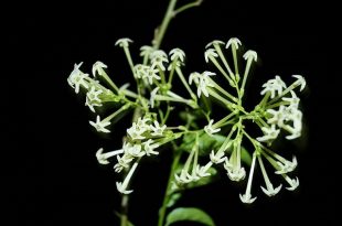hasnahena+Night+blooming+Jasmine+mbd