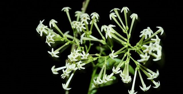 hasnahena+Night+blooming+Jasmine+mbd