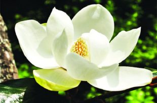 himchapa+flower+mbd-2