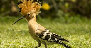 kathkurali+bird+mbd-8