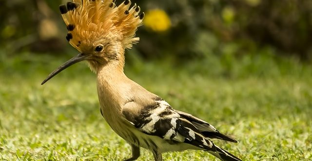 kathkurali+bird+mbd-8