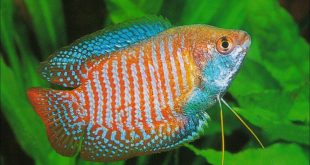 khalisha+fish+mbd-7