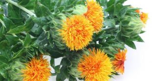 kushum+ful+mbd-3