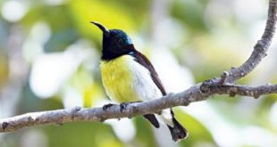 moutusi+bird+mbd-2