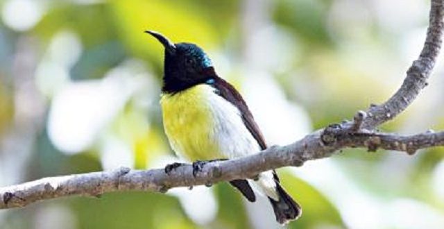 moutusi+bird+mbd-2